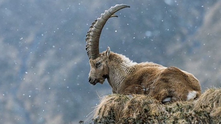 Zvířata, která už nespatříme: Stala se obětí chamtivosti i pověr