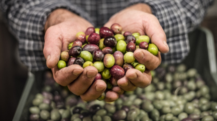 Proč Řekové plýtvají zeleným zlatem?