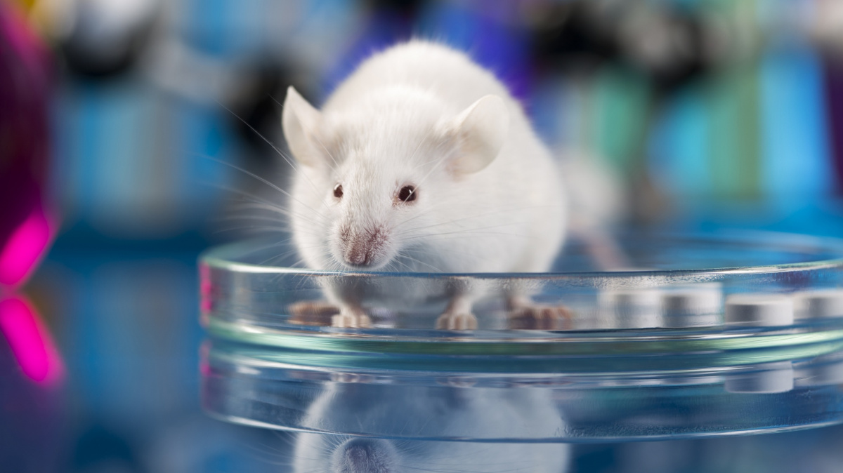 Nový lék z Harvardu 'omladil' cévy pokusných zvířat