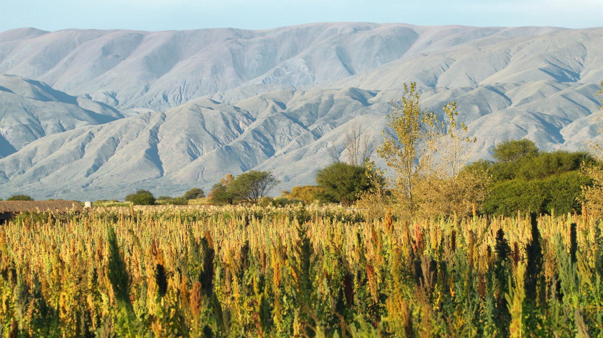Prudce módní potravina ztrácí živiny. Stane se obyčejným zrním?
