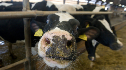 Mléko za korunu rozlítilo ministra. Běžná praxe, tvrdí Kaufland