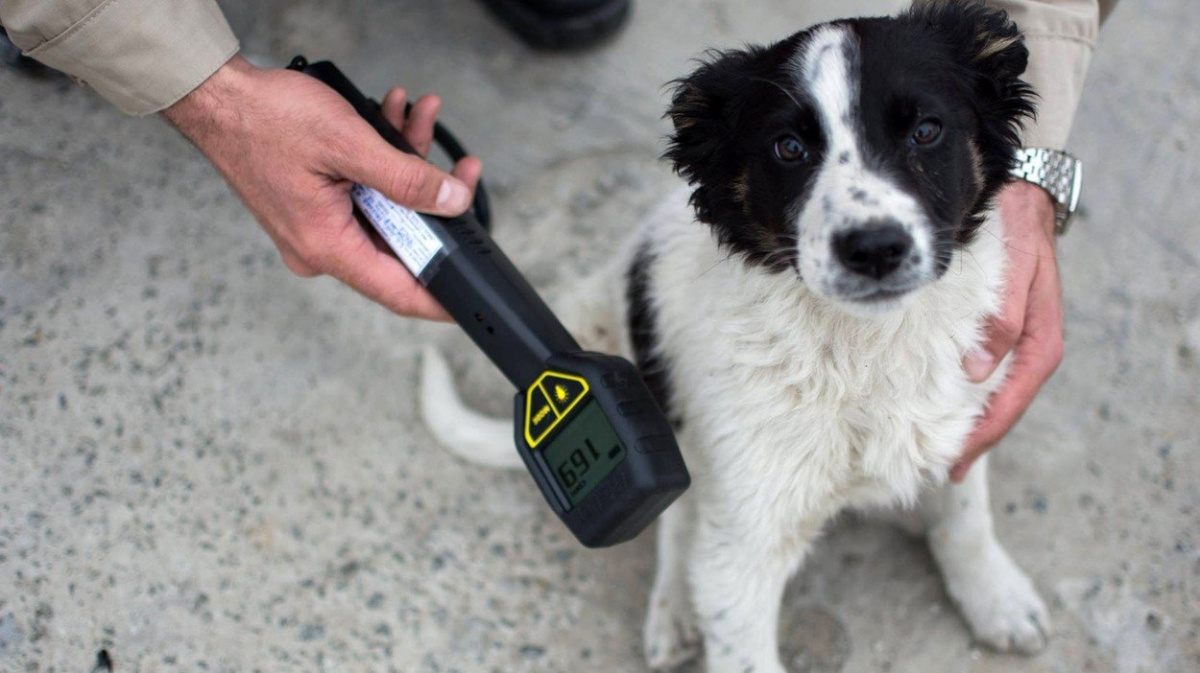 Štěňata z Černobylu vydrbou, odchlupí a najdou jim domov za oceánem