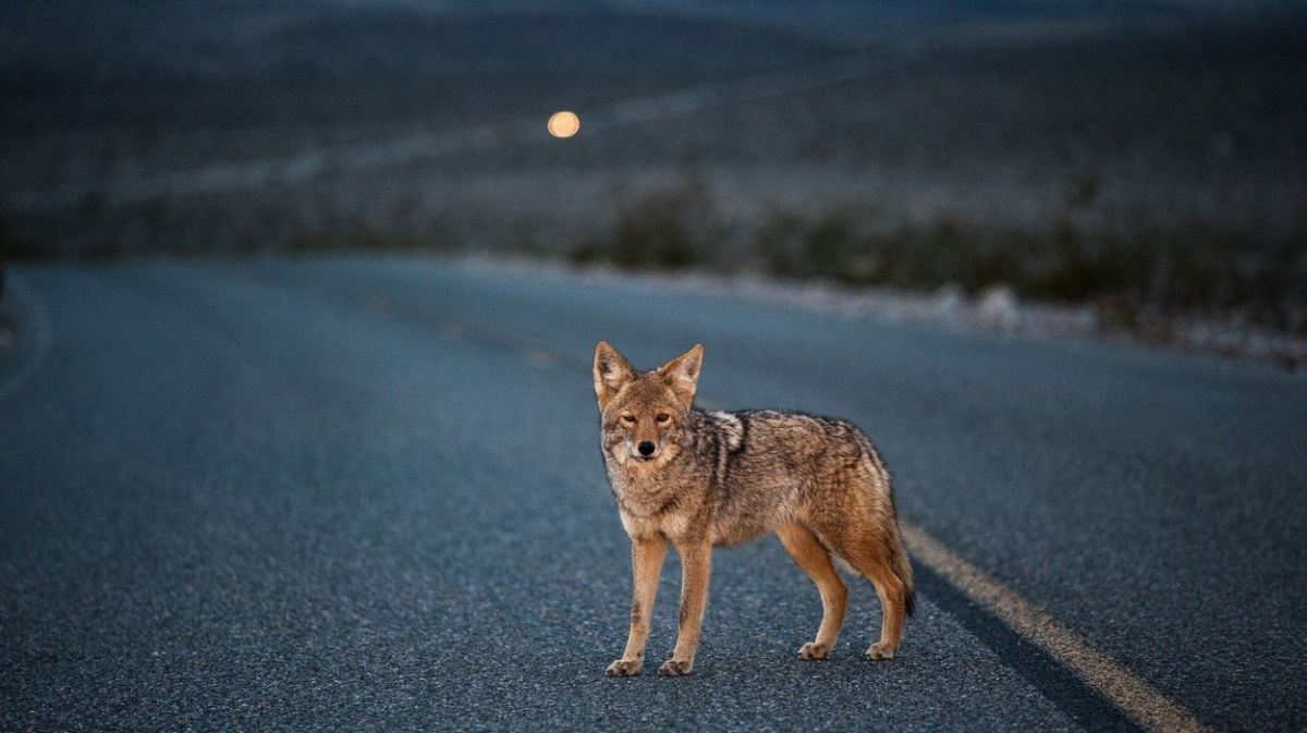 Kojoti dobyli Severní Ameriku a míří na jih. Mění si místo s pumami