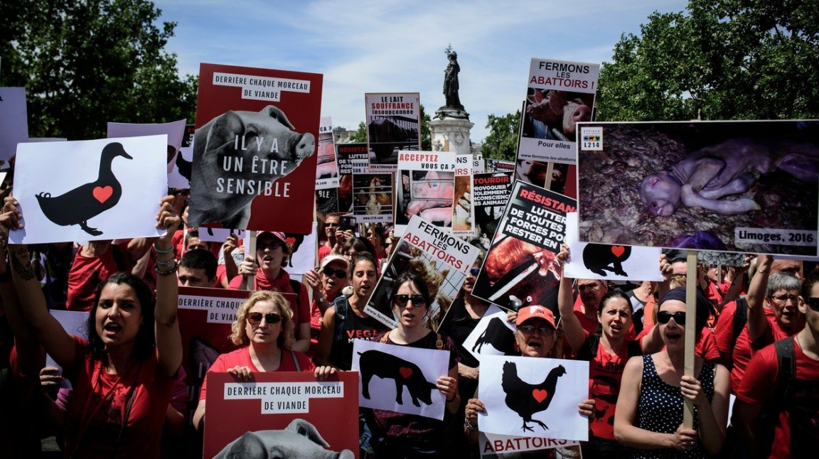 Francouzští řezníci chtějí ochranku, napadají je 'gangy' agresivních veganů