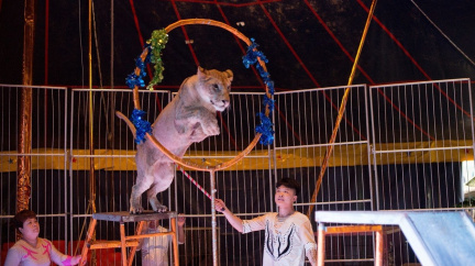 Krutost čínských cirkusů: Týrání nazývají 'vzděláváním publika'