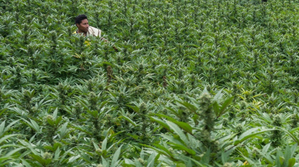 Marihuana léčí... Zachraňuje zemědělce před chudobou