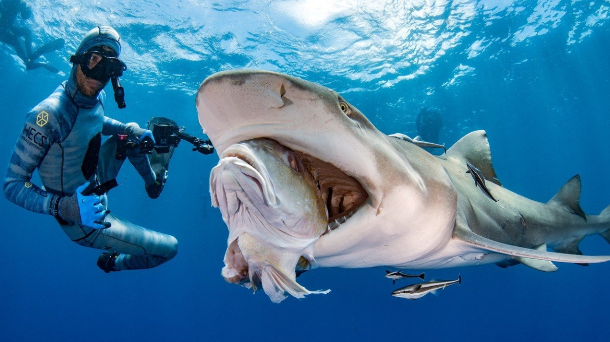 Máme se teď bát žraloků? Anebo spíš sinic?