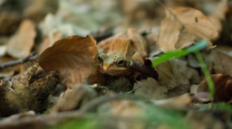 Smrtící i roztomilí: To jsou borci říše zvířat