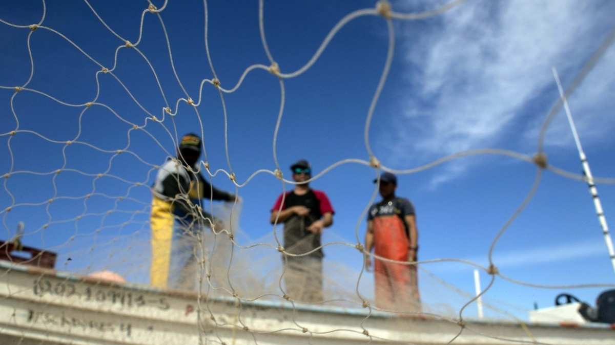 Ohrožené sviňuchy může zachránit legální chov 'mořského kokainu'