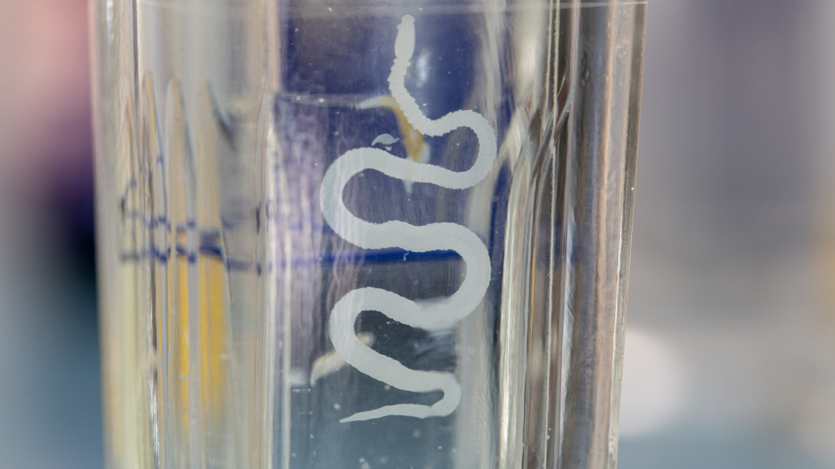 Zákeřná liščí tasemnice: Je nenápadná a nebezpečná jak nádor