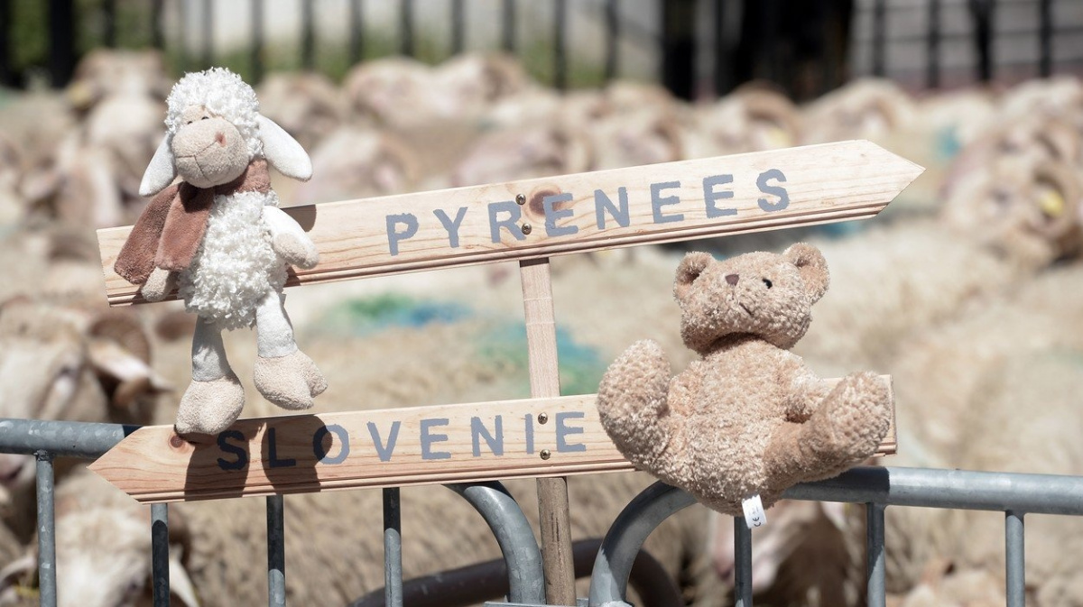 S medvědy se dá naučit žít, i když jejich počet roste