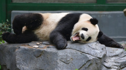 Drazí Češi, zapomeňte na čínské zboží. Globalizace skončí