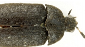 Vědci našli v 'Moravské Amazonii' nový druh brouka, je to unikátní objev