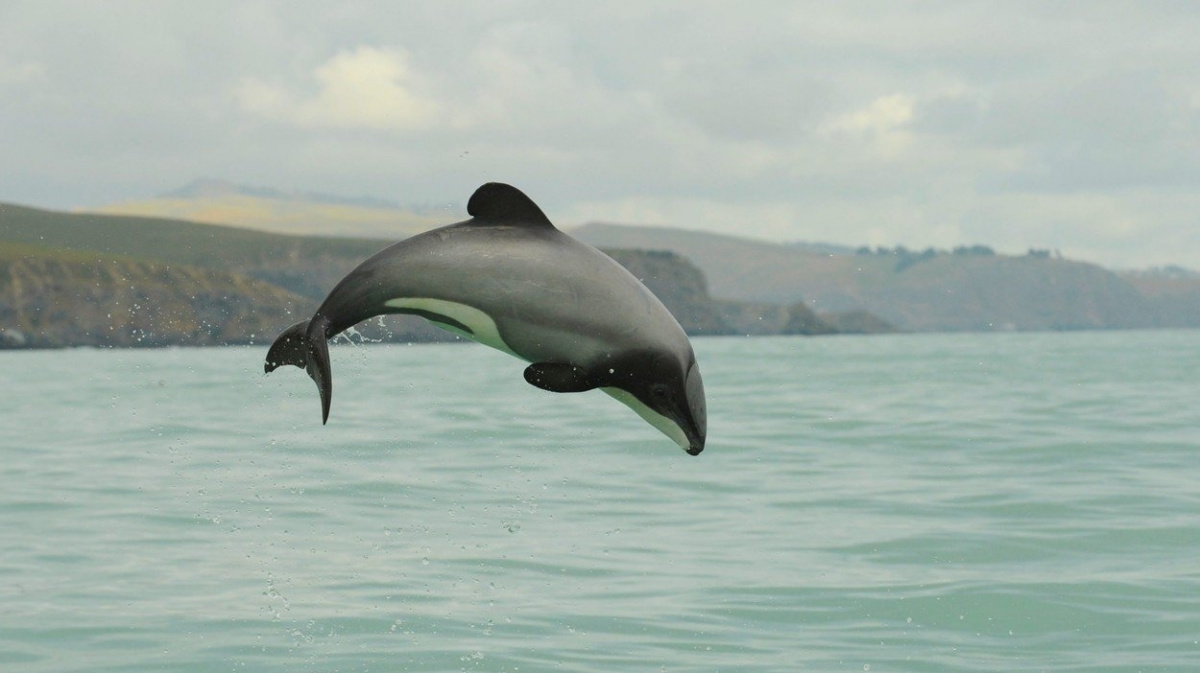 Vymírající delfín versus rybolov: Zemi panenské přírody čeká těžká volba