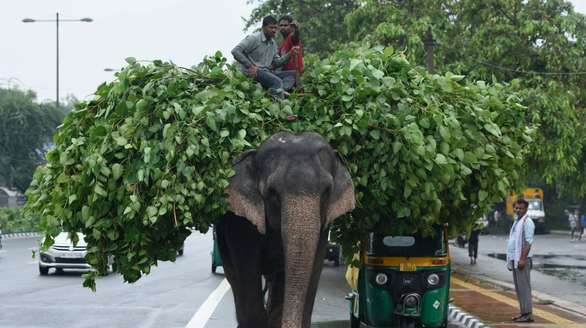 Úřady zachraňují slony. Kam s nimi, ale netuší