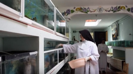 Sestry v akci: Jeptišky chovají samalandry, zachraňují je před vyhynutím