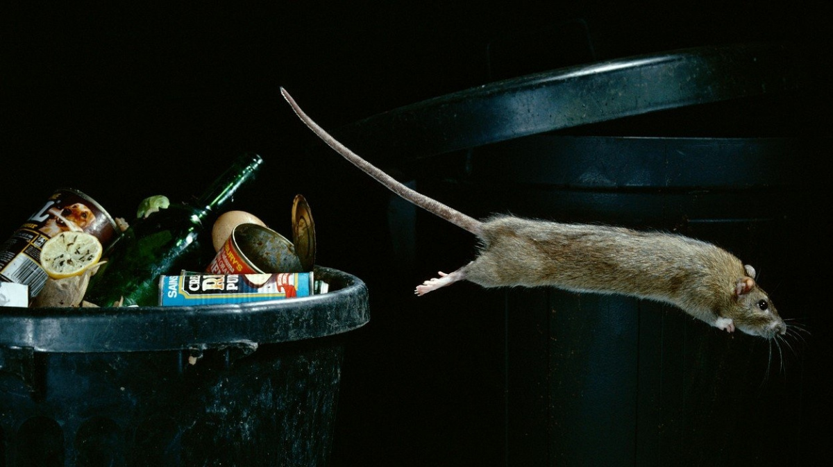 Potkani ve městech žerou kvalitněji než na venkově, ukázala studie