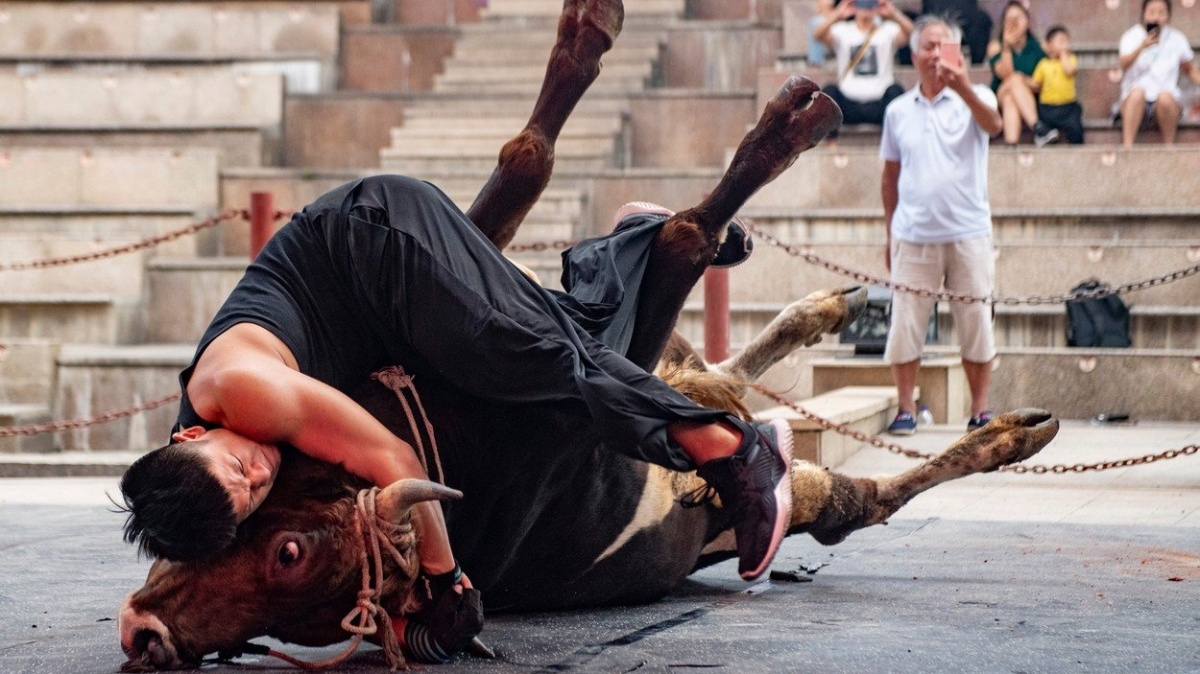 Býčí zápasy bez kapky krve. Jak vypadá wrestling s býky?