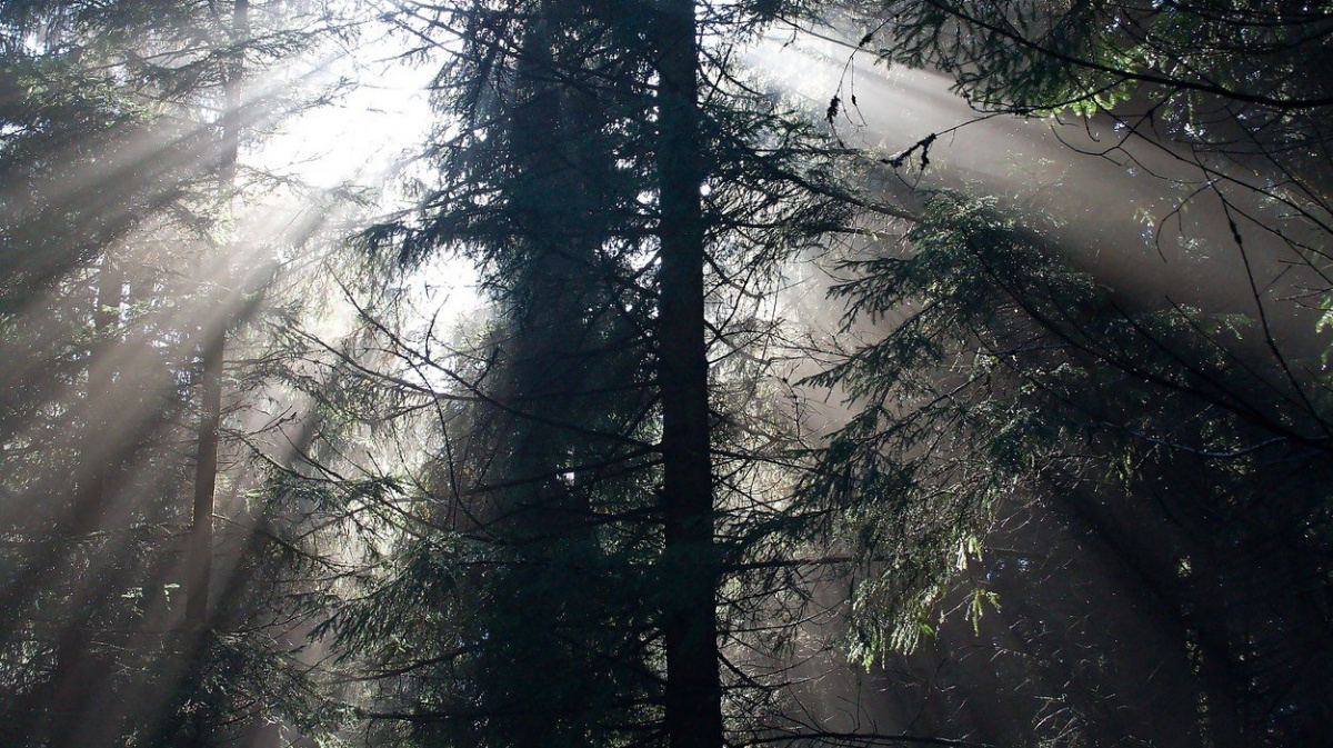 Většina stromů starších 60 let je v hrozném stavu - a to není jediný problém českých lesů