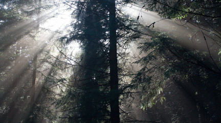 Většina stromů starších 60 let je v hrozném stavu - a to není jediný problém českých lesů