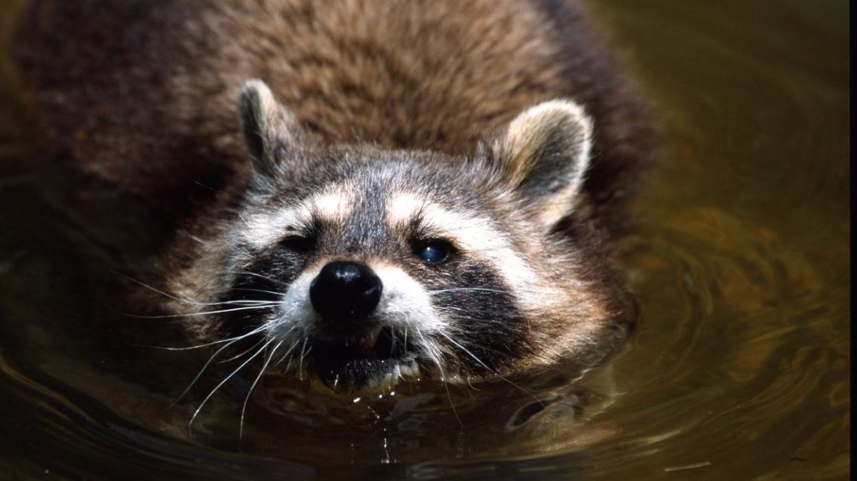 Výstřední mývali vzbudili hrůzu, důvodem byl neobvyklý oběd