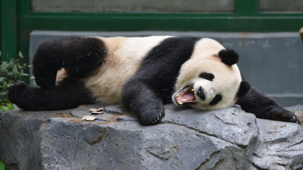 Komentář: Prosit o pandy? Stačí, že Zeman podkuřuje Číňanům s krtkem
