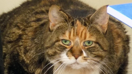 Komentář: Chcete snad dotovat Babišova tlustého kocoura?