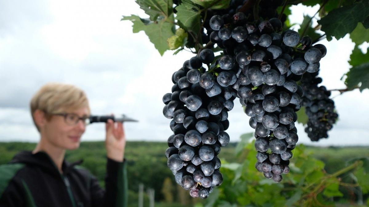 Víno pojmenované podle nácka? Ale fuj...