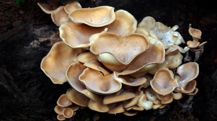 Barevná revoluce v pěstování hub je zážitek nejen pro gurmány