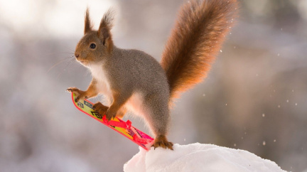 Zvířecí skopičiny na sněhu i na ledu