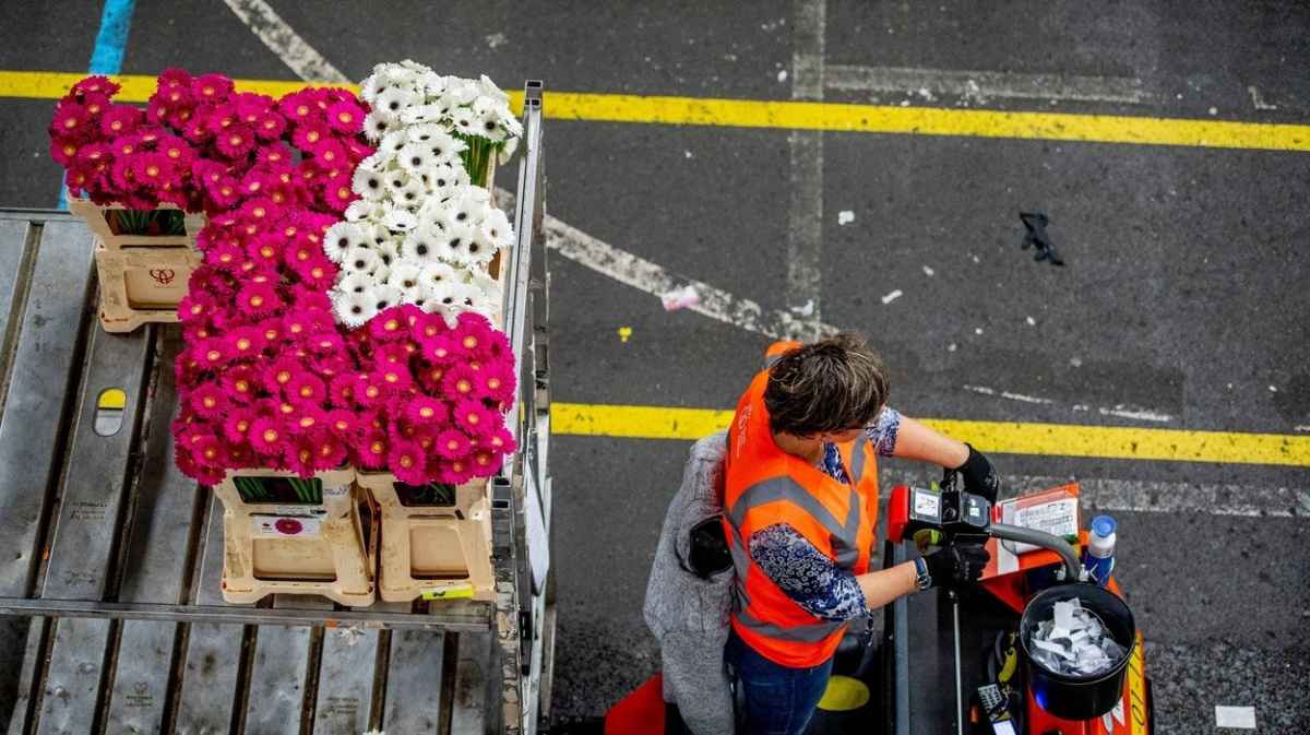 Zvadnou květiny po brexitu dřív, než doputují Britům do vázy?
