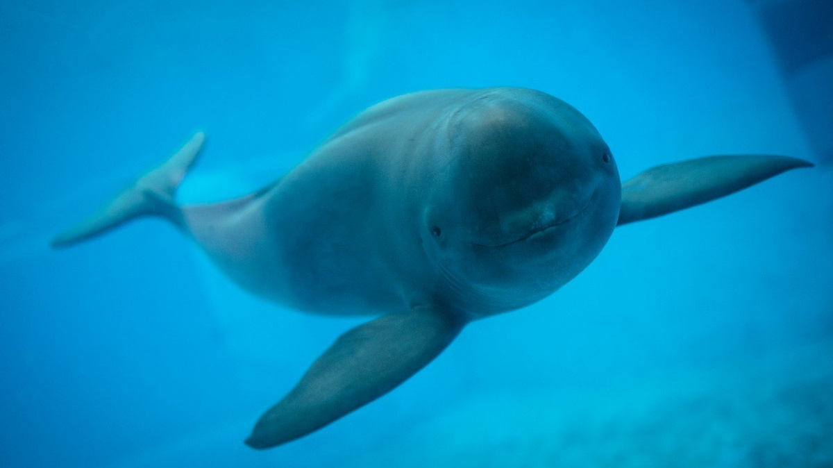Usmívající se anděl bojuje o přežití, svitla však jiskra naděje