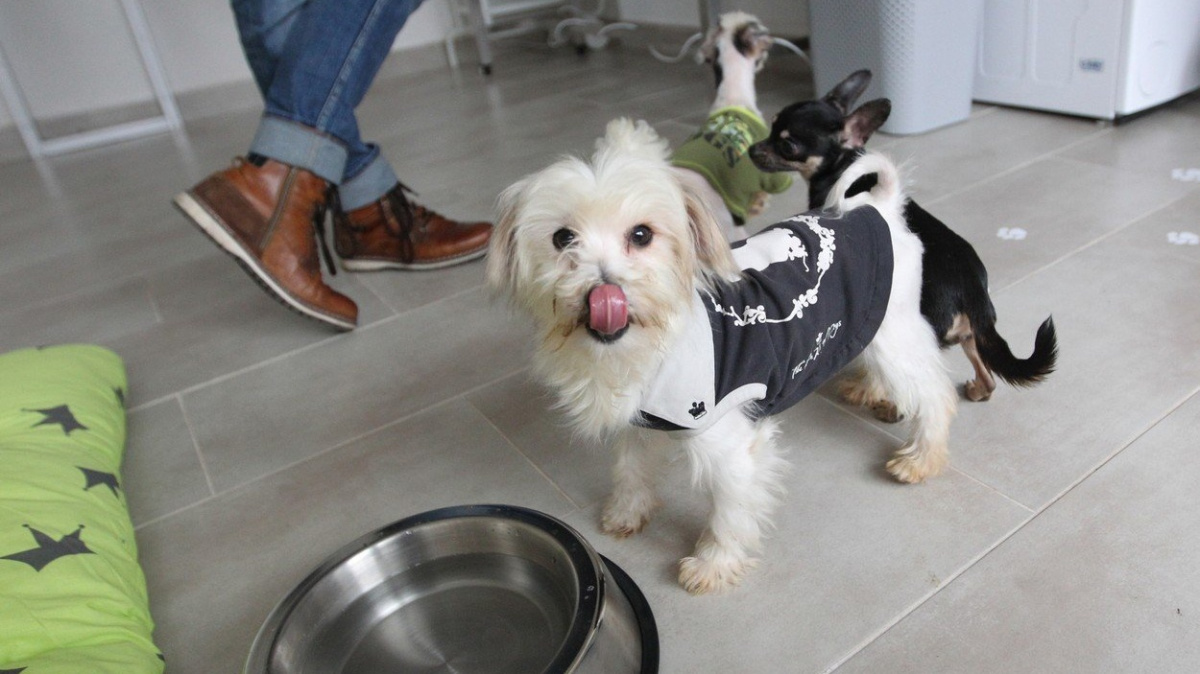 Přibývá závažných případů týrání zvířat, hlásí veterináři