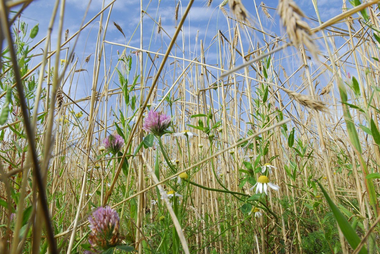 Pruhy divokých rostlin by mohly snížit míru užívaných pesticidů