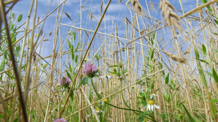 Pruhy divokých rostlin by mohly snížit míru užívaných pesticidů