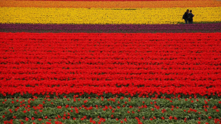 Podívejte se na velkolepou krásu tulipánových polí