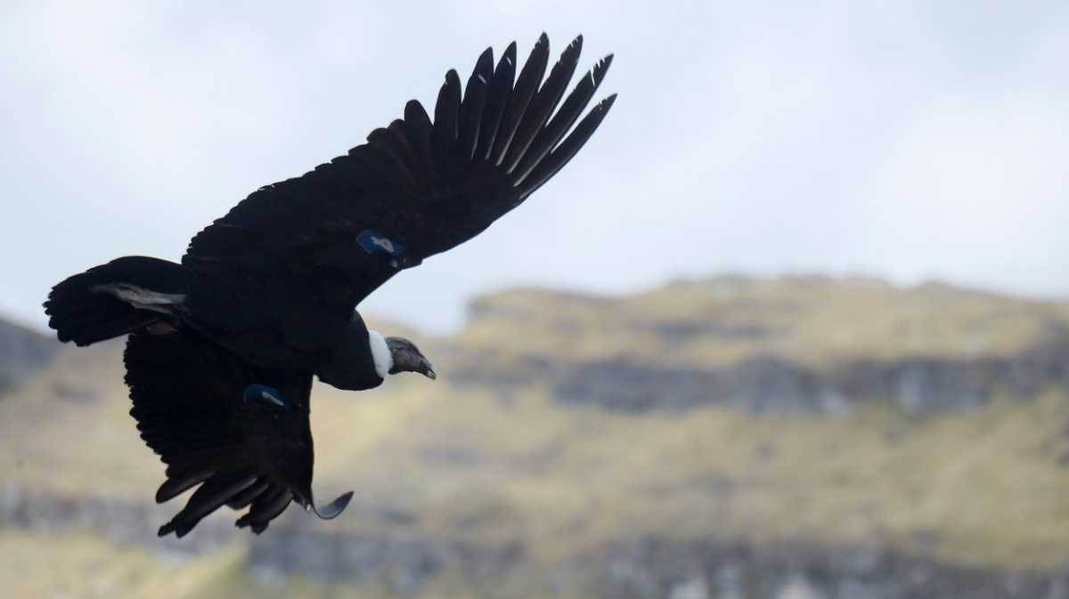 Král kolumbijských And je v ohrožení. Zabíjí ho pesticidy i otrávené návnady