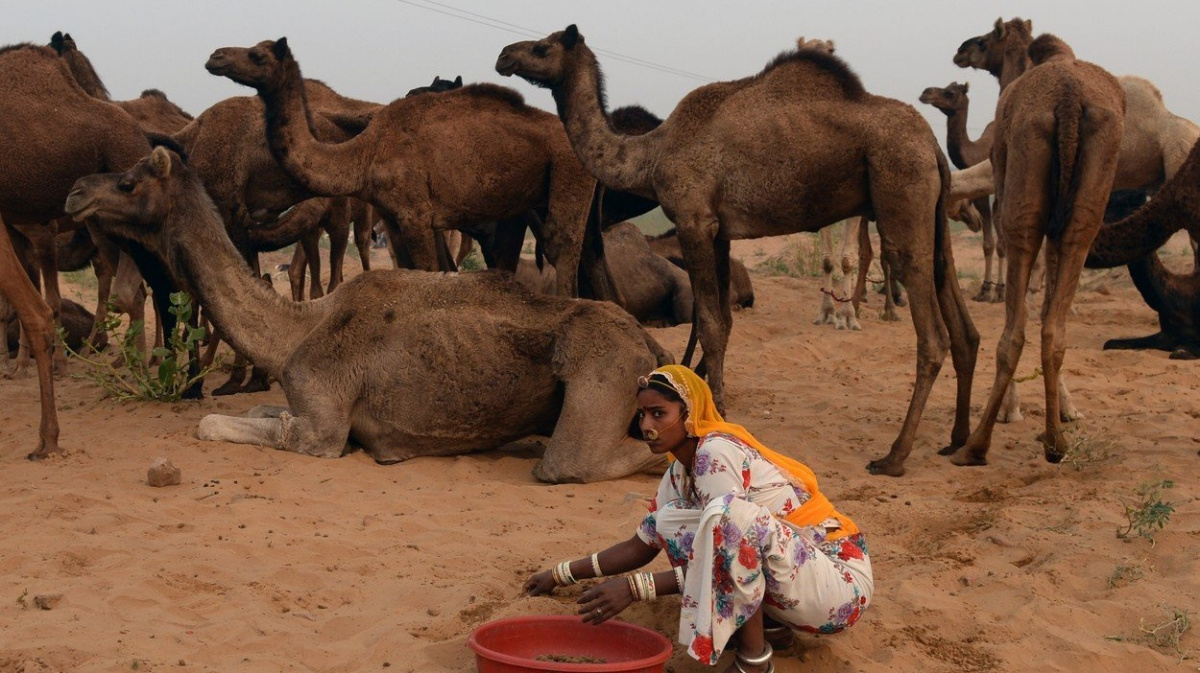 Ubývající stáda dromedárů zachraňují zmlsaní gurmáni z měst