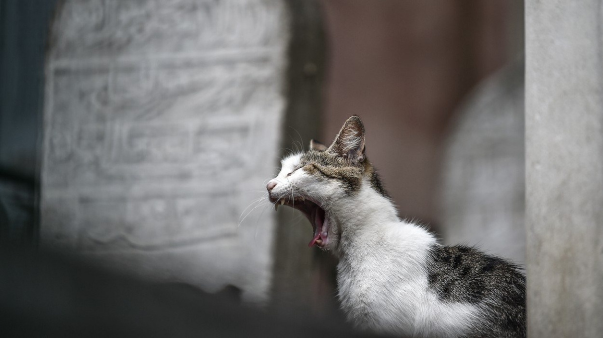 Istanbulským chlupáčům nastaly lepší časy