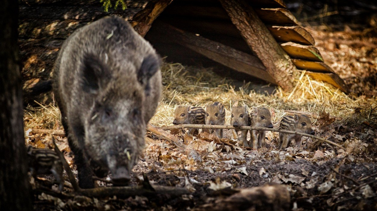 Česko je první země, kde se podařilo vymýtit africký mor prasat