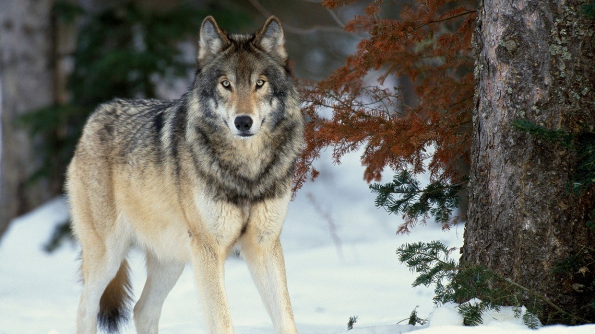 Vlčí výsadkáři mají zastavit losí hrozbu