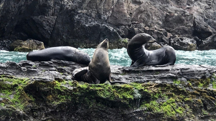 Robinson Crusoe o návštěvy nestojí, ničí jeho pracně budovanou neposkvrněnost
