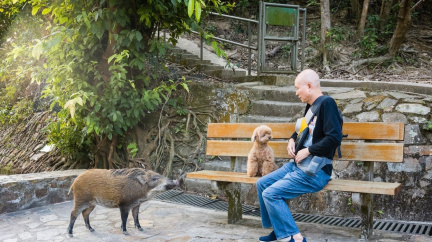 Divočáci si rok prasete užívají po svém