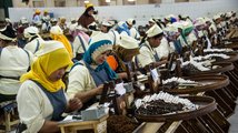 Tabákový průmysl v Indonésii