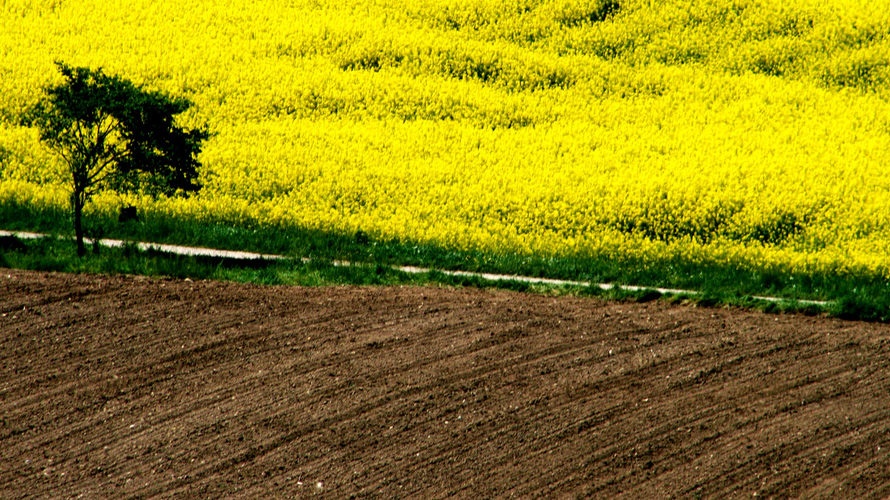 Žlutý baron před soudem. Zrušte pokutu za knihu o Babišovi, žádají její autoři