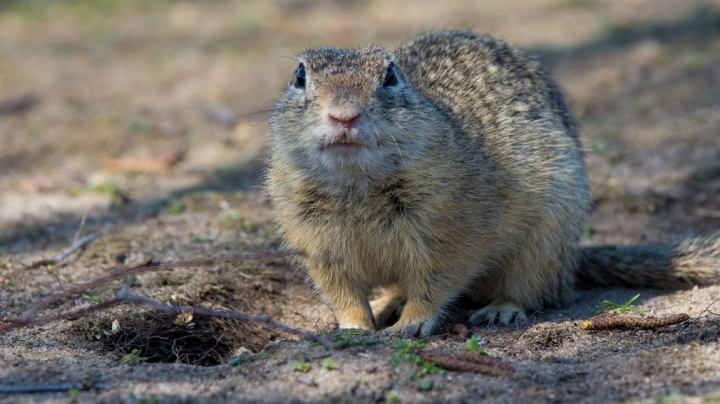 Socánek Rafaj syslil v šatníku miliony. Nevadí, dál řídí antimonopolní úřad