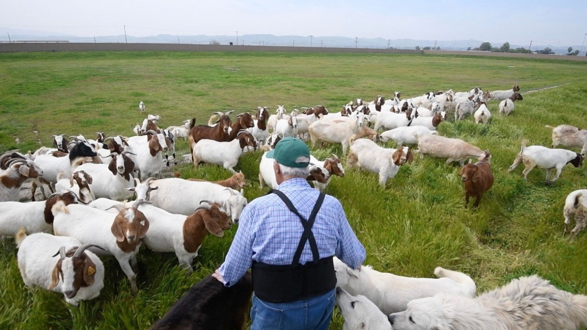 Nejnovější zbraň v boji proti požárům má čtyři nohy a na hlavě rohy