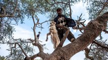 Marocké "kozí stromy"