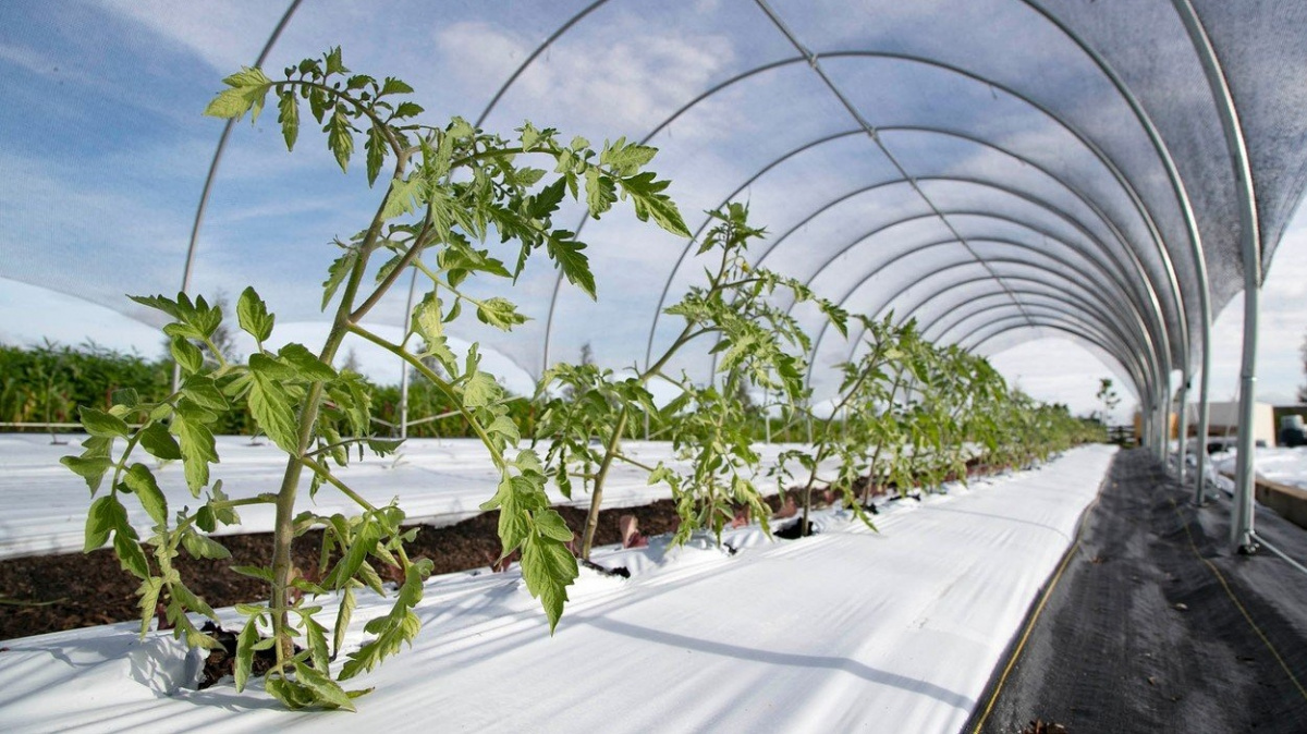 Proč rajčatům chybí chuť? Studie zjistila, že postrádají klíčový gen