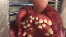 Zubatá doga